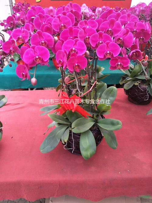 山東盆栽蝴蝶蘭花卉登錄上市 蝴蝶蘭供應(yīng)商基地 種植廠家 產(chǎn)地報價單 青州市三江花卉苗木專業(yè)合作社
